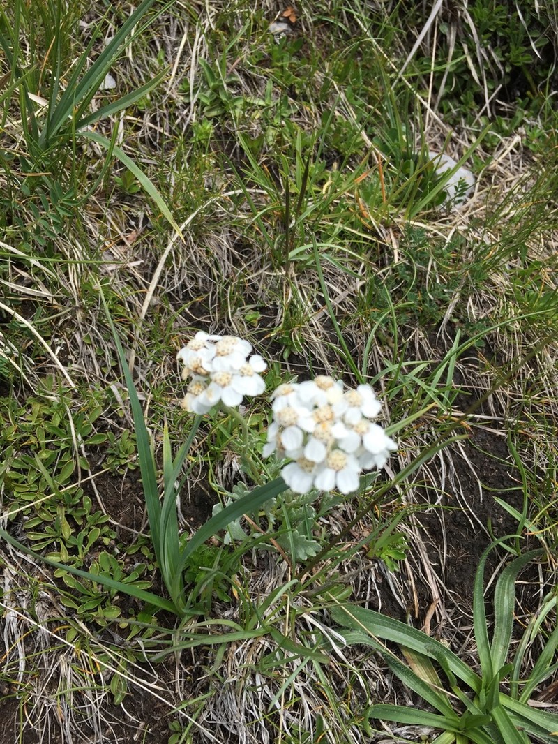 Achillea clavennae photo 4
