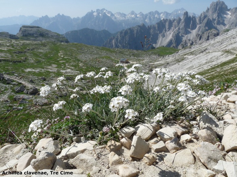Achillea clavennae photo 5