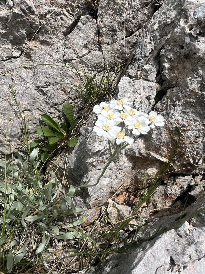 Achillea clavennae photo 6