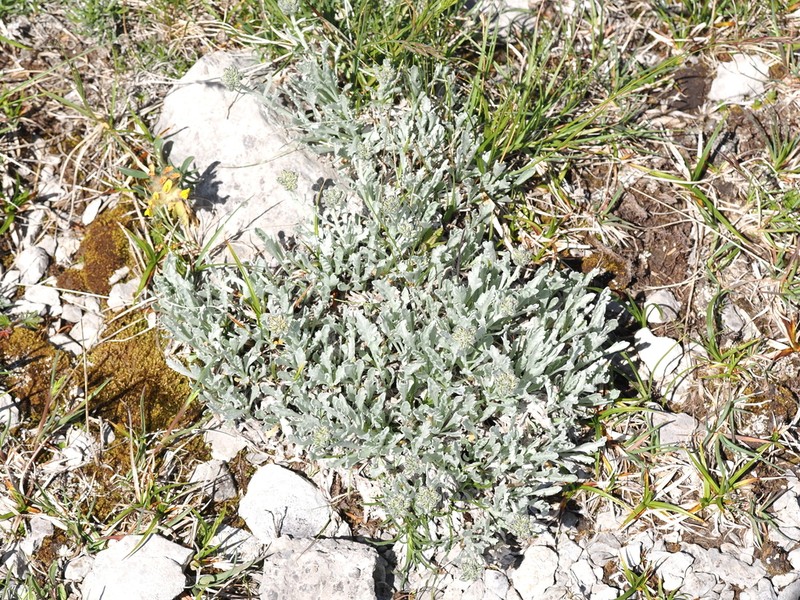 Achillea clavennae photo 7
