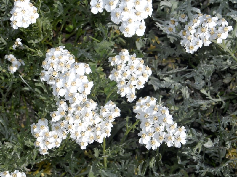 Achillea clavennae photo 2