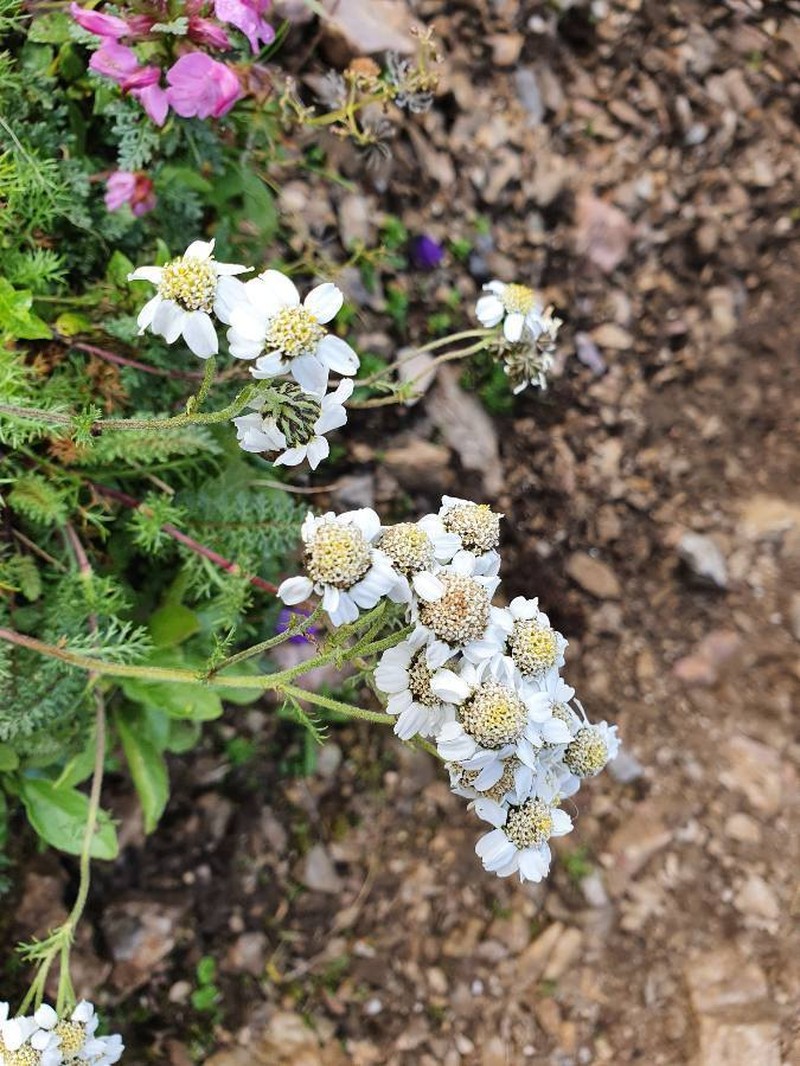 Achillea clusiana