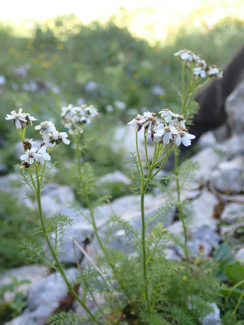 Achillea clusiana photo 2