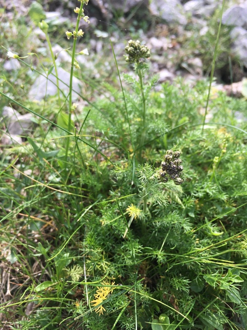 Achillea clusiana photo 3