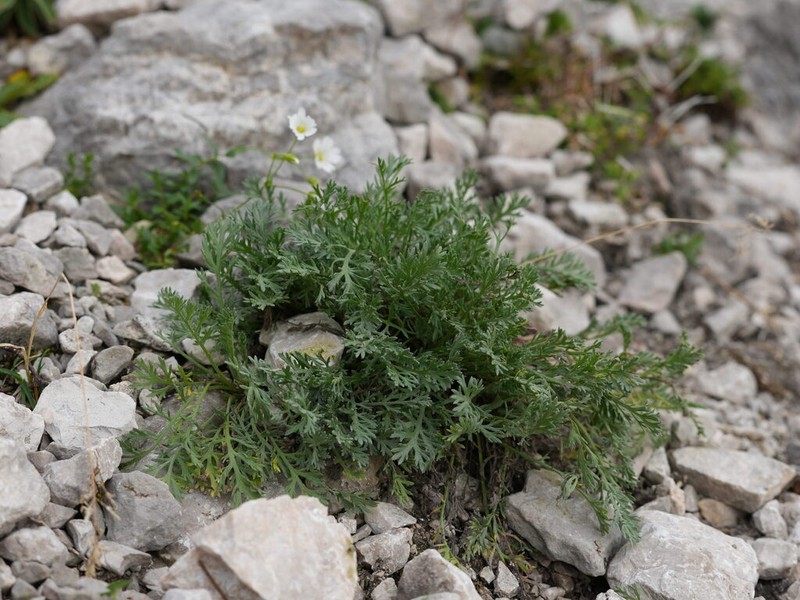 Achillea clusiana photo 5
