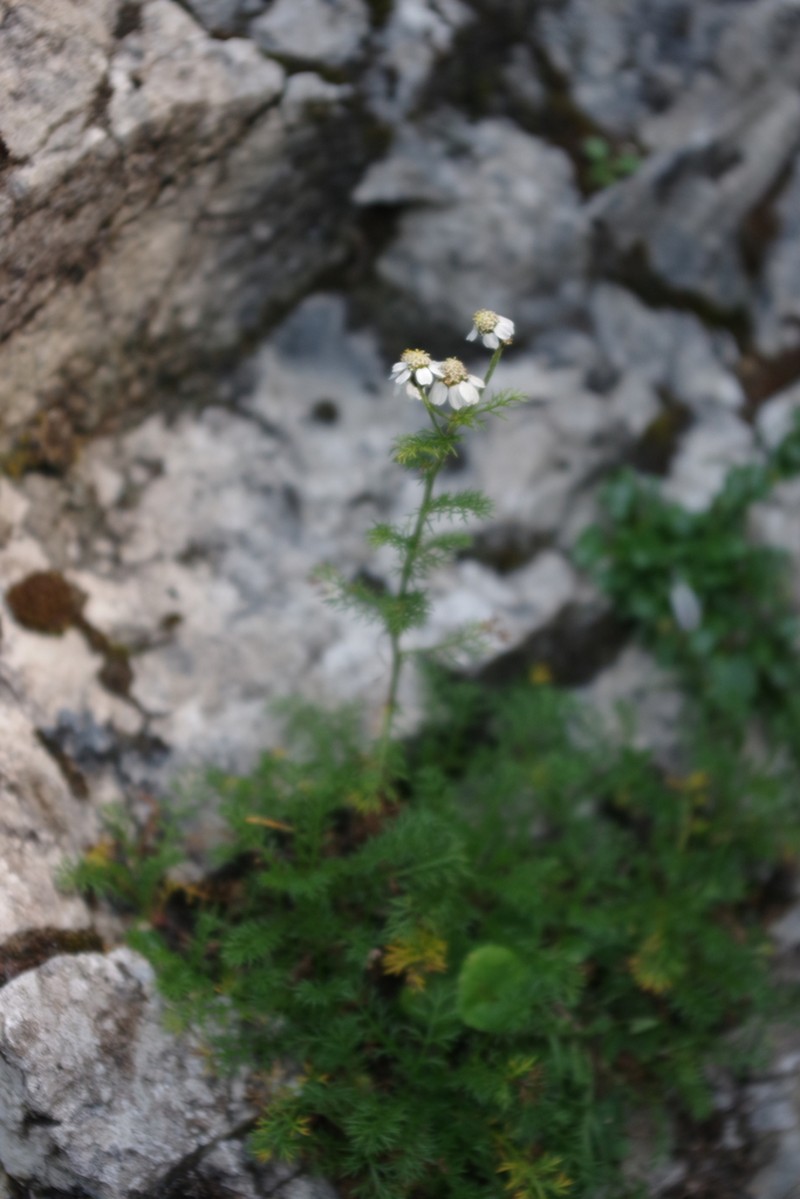 Achillea clusiana photo 6