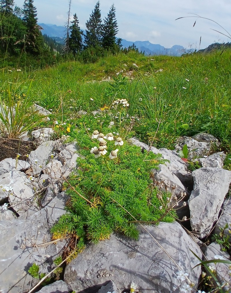 Achillea clusiana photo 7