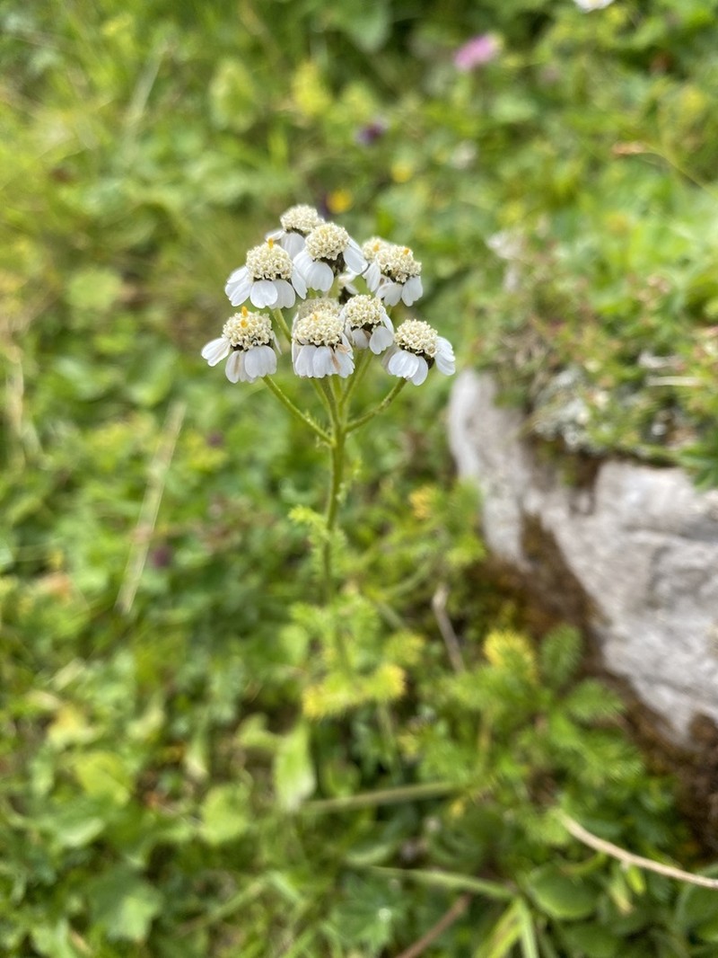 Achillea clusiana photo 8