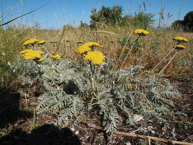 Achillea clypeolata