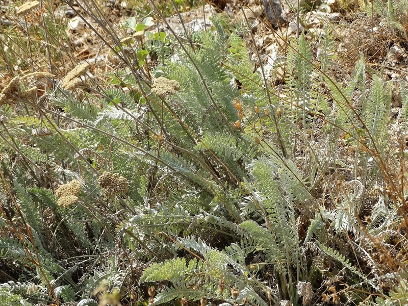 Achillea clypeolata photo 2