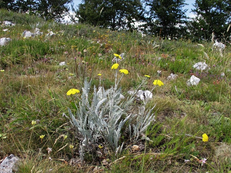 Achillea clypeolata photo 3