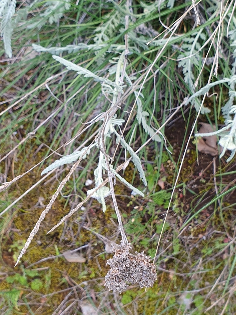 Achillea clypeolata photo 4