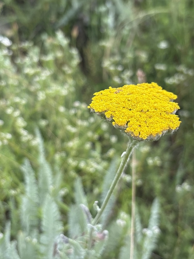 Achillea clypeolata photo 5