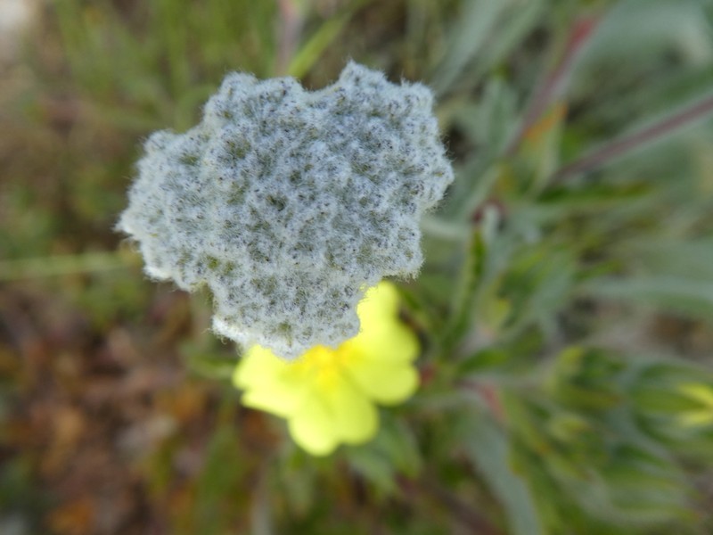 Achillea clypeolata photo 6