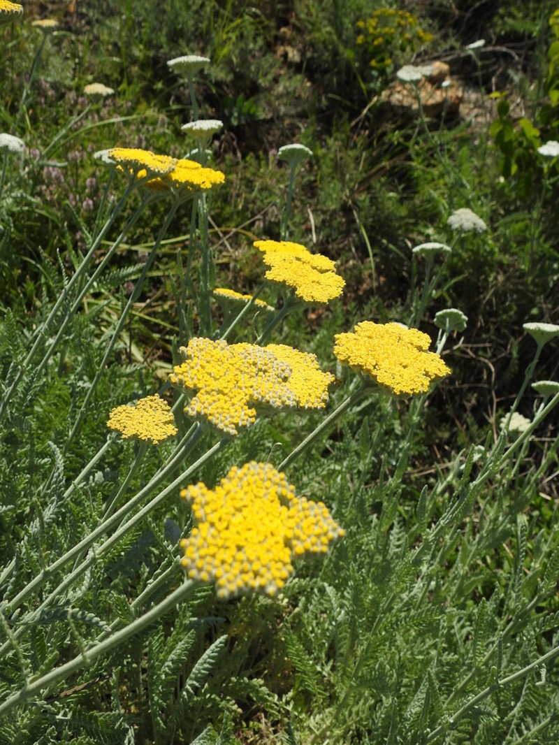 Achillea clypeolata photo 7