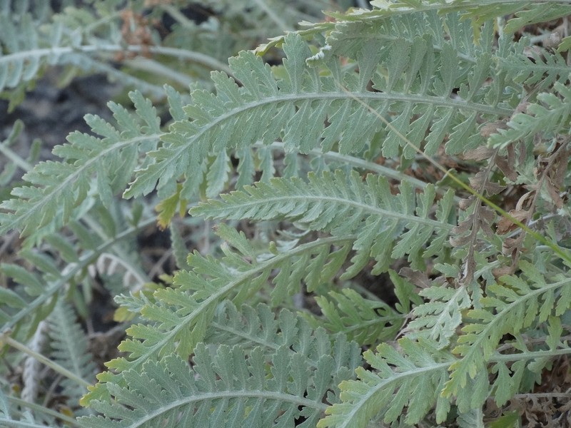 Achillea clypeolata photo 8