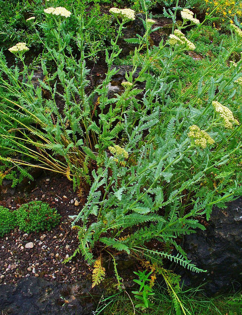 Achillea clypeolata