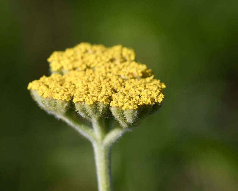 Achillea coarctata