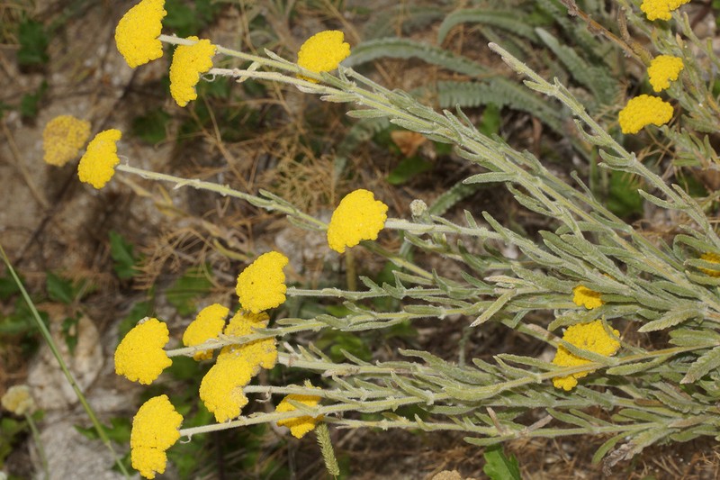 Achillea coarctata photo 2