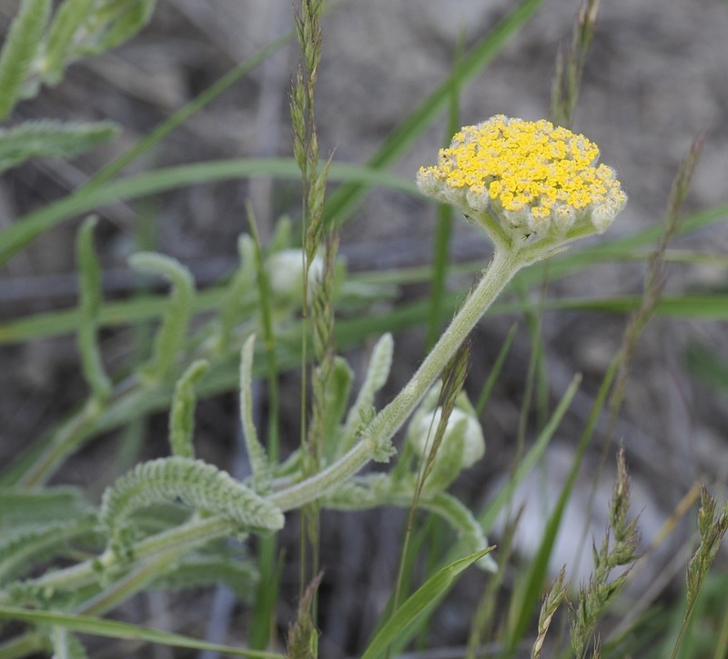 Achillea coarctata photo 3