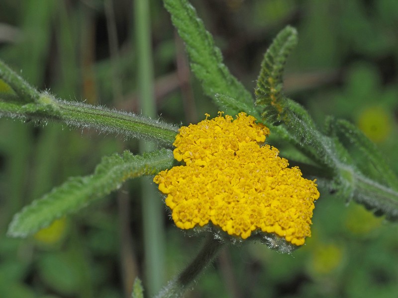 Achillea coarctata photo 4