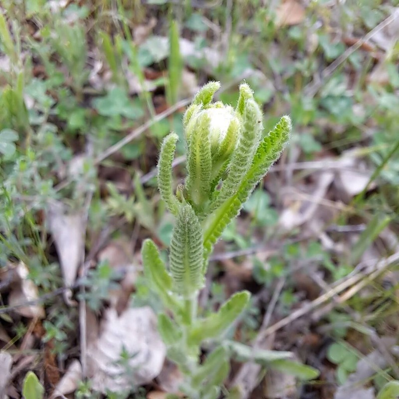 Achillea coarctata photo 5