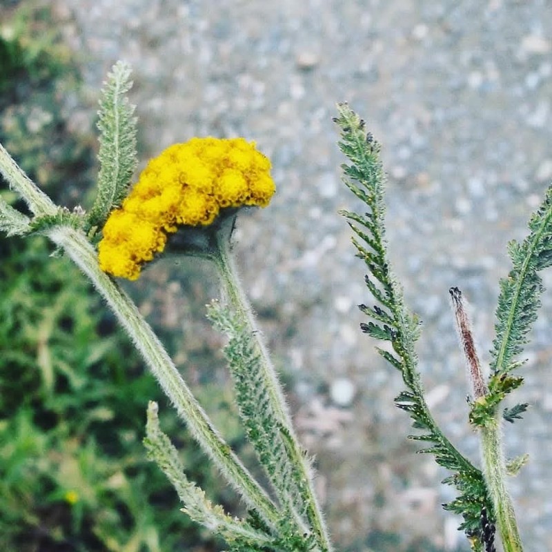 Achillea coarctata photo 6