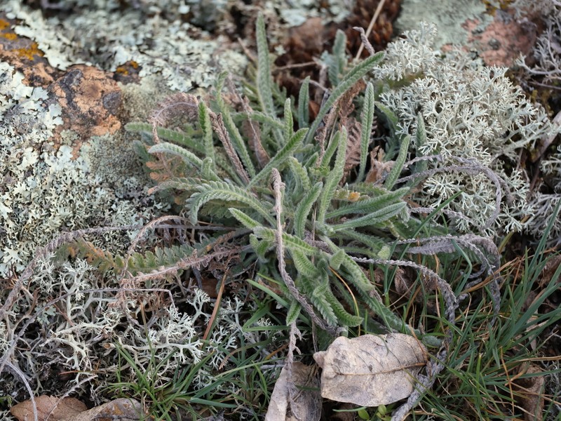 Achillea coarctata photo 7