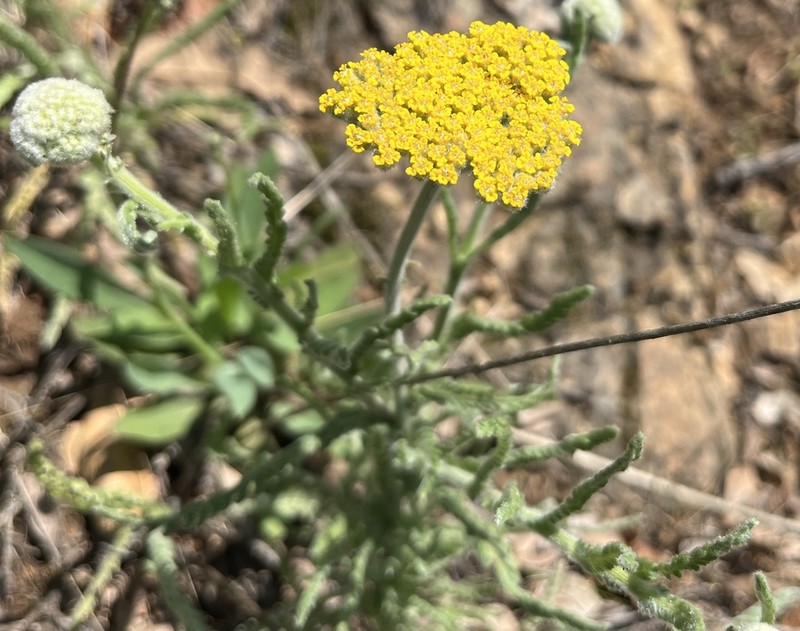 Achillea coarctata photo 8