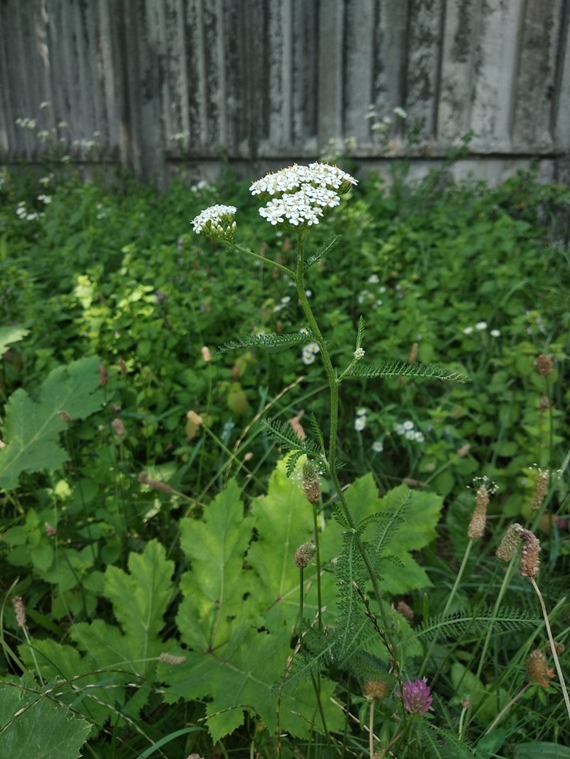 Achillea collina photo 2