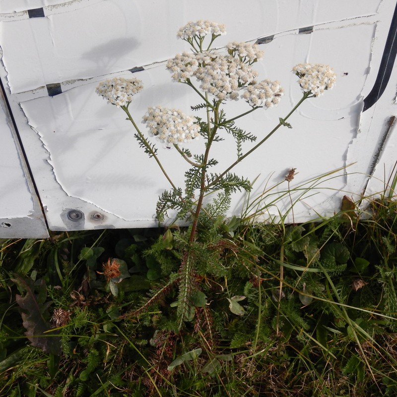Achillea collina photo 3