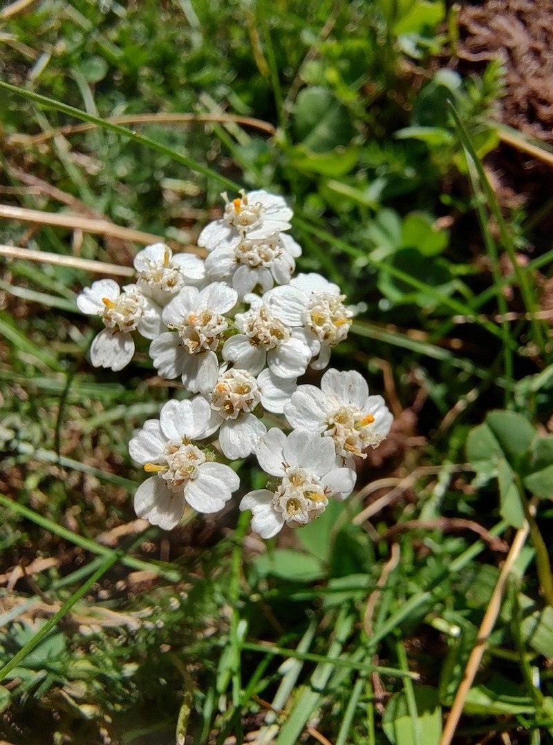 Achillea collina photo 4