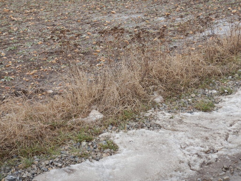 Achillea collina photo 5