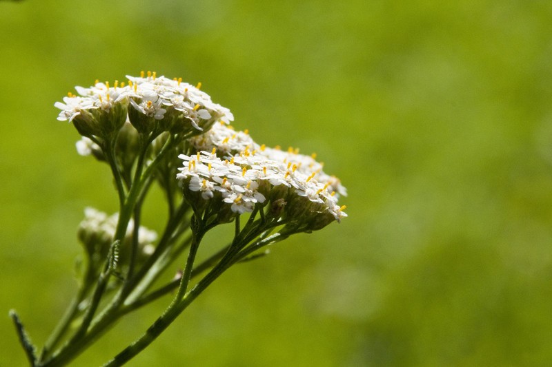 Achillea collina photo 6