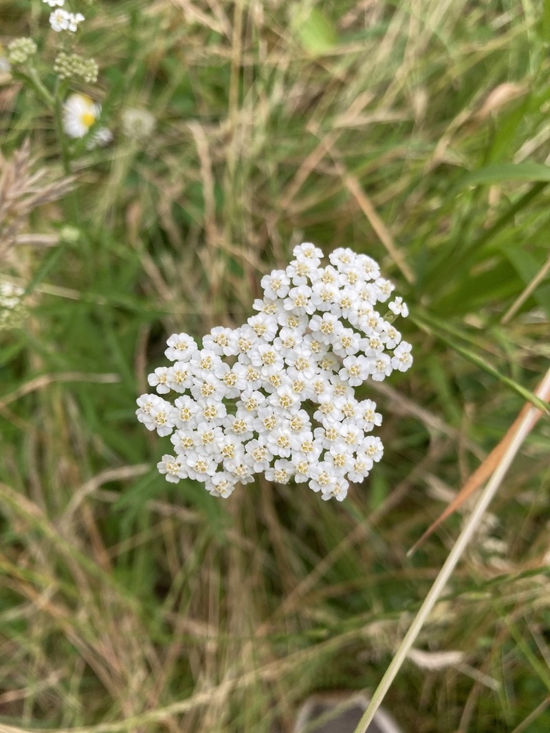 Achillea collina photo 7