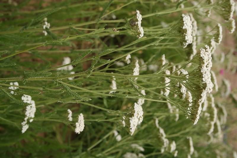 Achillea collina