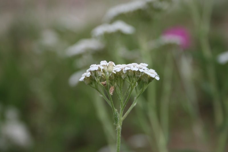 Achillea collina