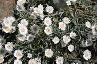 Achillea cretica
