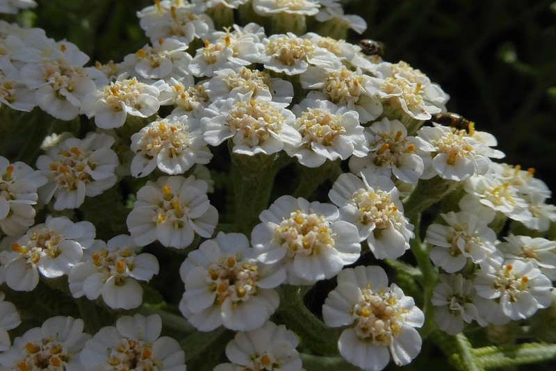 Achillea cretica photo 2