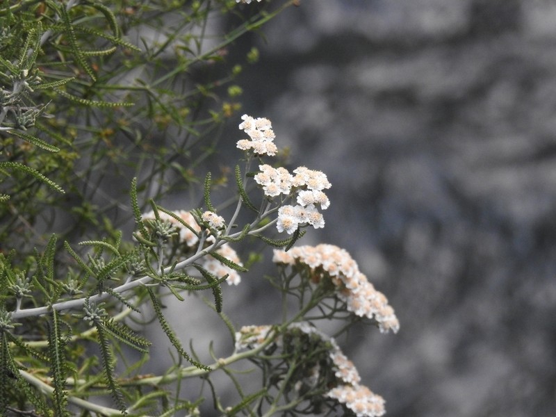 Achillea cretica photo 3