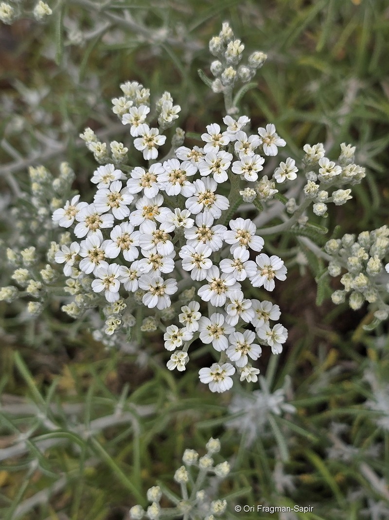 Achillea cretica photo 4