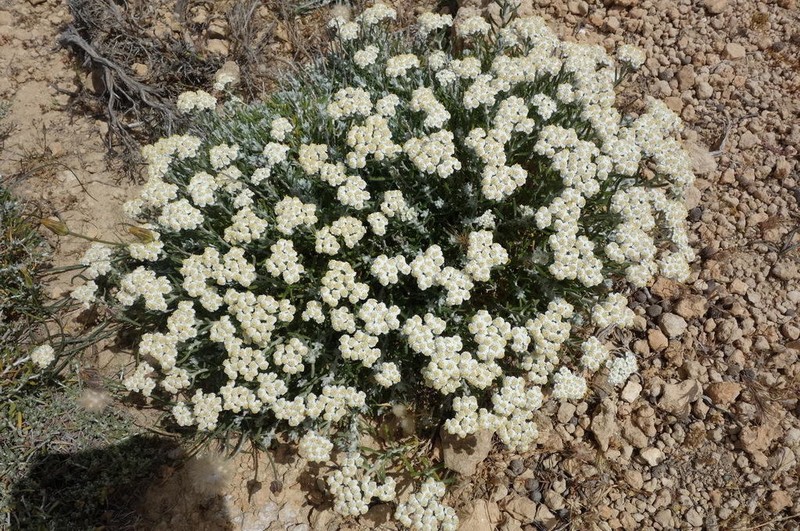 Achillea cretica photo 5
