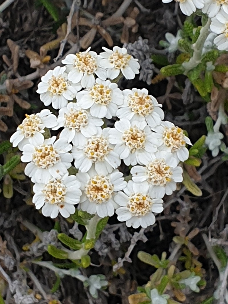 Achillea cretica photo 6