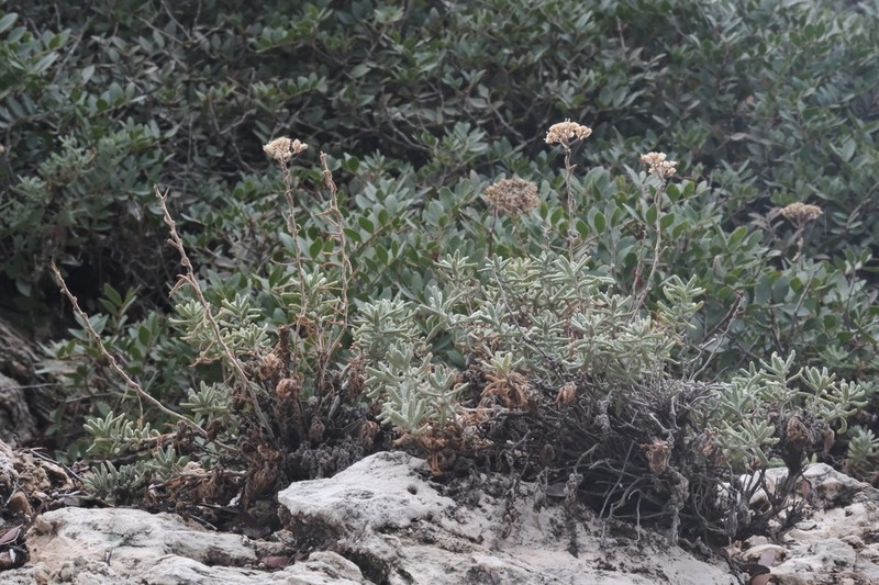 Achillea cretica photo 7