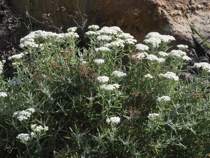 Achillea cretica photo 8