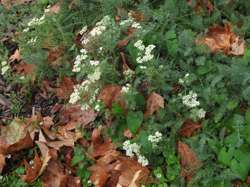 Achillea crithmifolia