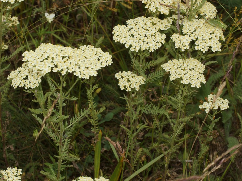 Achillea crithmifolia photo 2