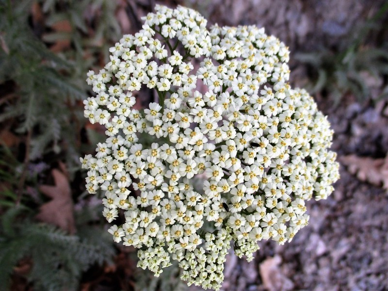 Achillea crithmifolia photo 4