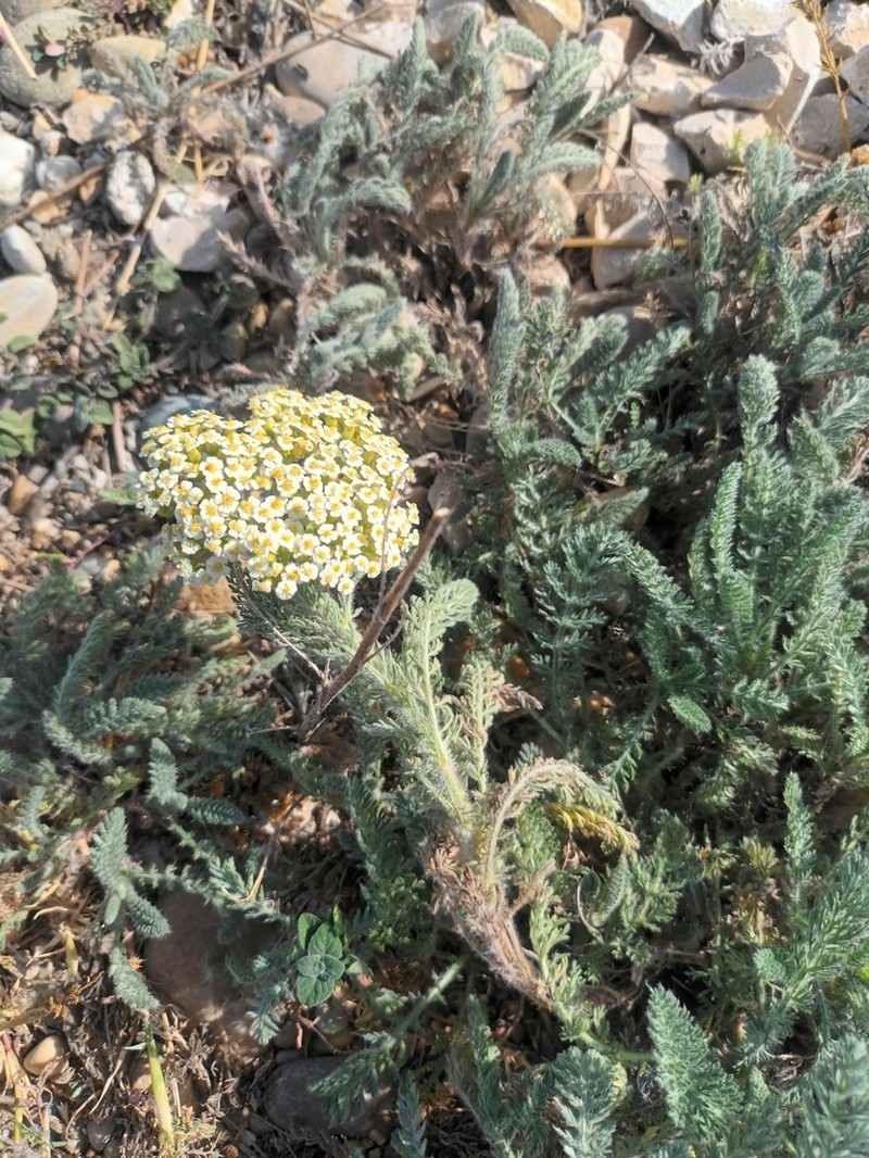Achillea crithmifolia photo 5