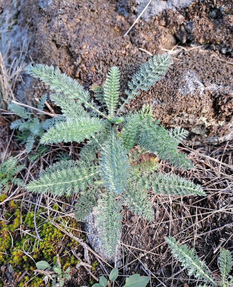 Achillea crithmifolia photo 6